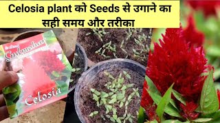 सेलोसिआ को बीज से लगाए  How to grow Celosia from seeds [upl. by Mutua]