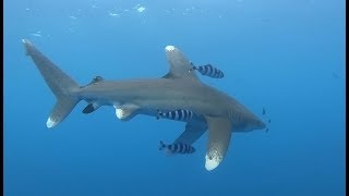 Oceanic Whitetip Shark at Elphinstone by Robby Frank [upl. by Eldwen15]