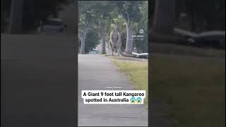 Big kangaroo foryou treandingviedo shortvideo wildlifewildlifephotography wildanimals funny [upl. by Nahshun]