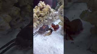 Mantis shrimp fighting a giant crab [upl. by Onidranreb613]