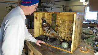 Pheasant Taxidermy Habitat Build Episode 5 The Final Episode [upl. by Akitahs]