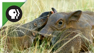 Mongooses Give Warthog Spa Treatment [upl. by Ahsena]