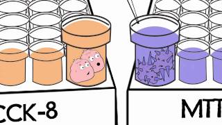 Watch Animation DOJINDO CCK8 Assay vs MTT Assay [upl. by Eisso679]