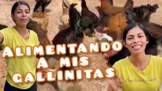 Alimentando a mis gallinitas carmenvelez7519 [upl. by Ynnos]