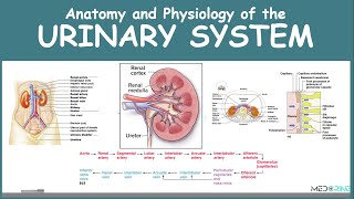 Anatomy and Physiology of the Urinary System Simplified [upl. by Amitak]