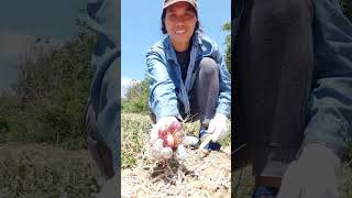 harvesting onions in the countryside Philippines [upl. by Sherline]