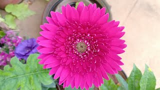 Gerbera care cant get easier than this  Gerbera Daisy [upl. by Weinert]