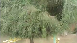 Bathinda City video I vlogs Bathinda Wale I Veer Colony Garden Bathinda I Bathinda Video 2024 [upl. by Theodore]