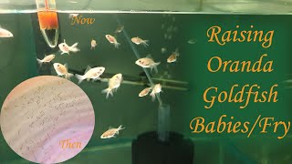 How To Raise Goldfish Fry  Goldfish Fry Care  Goldfish Fry Growth  Best Food For Fry Growth [upl. by Laurena]