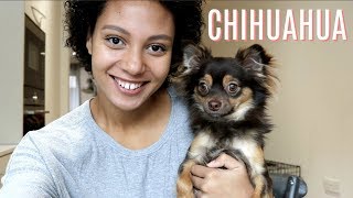 THE REALITY OF HAVING A CHIHUAHUA  Misconseptions about Chihuahuas uncovered [upl. by Bainbridge]