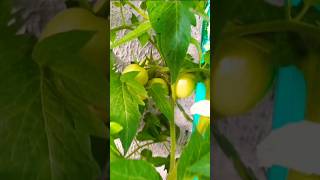 Meu pé de tomate 🍅 naturesa jardin brasil jardinagem tomato fruit [upl. by Cailly]