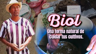 ¡La papa nativa y el biol combinación perfecta para una agricultura más saludable y resistente 🌱 [upl. by Bluma581]