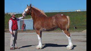 EVERYTHING YOU WANTED TO KNOW ABOUT DRAFT HORSES [upl. by Ellennej]