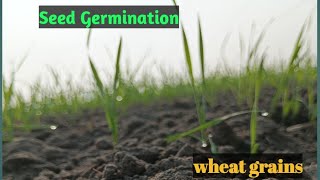 L1 Germination of seed crop production 8th scienceradical plumule [upl. by Naid]