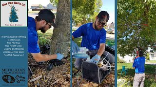 The Ash Tree Crisis Emerald Ash Borer Explained [upl. by Ennoirb377]