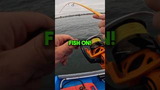 Halibut Fishing on a Skiff halibut fishing fishingvideo [upl. by Yelkcub]