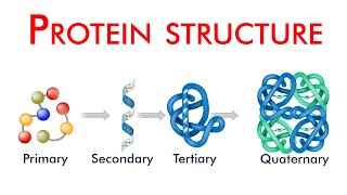 Structure levels of protein  Structure of protein in Hindi [upl. by Yrahcaz]