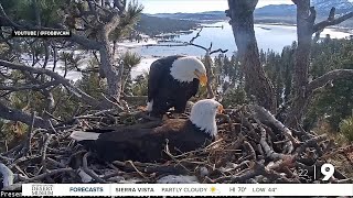 Bald Eagle Nest Goes Viral [upl. by Achilles366]