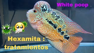 Hexamita White poop COMO TRATAR PARÁSITOS INTERNOS EN PECES [upl. by Dadivitan560]