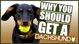 DACHSHUND 5 Reasons Why YOU SHOULD GET a Dachshund Puppy [upl. by Ennazor745]