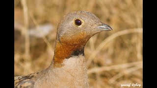 Blackbellied Sandgrouse  Pterocles orientalis HD  Bağırtlak [upl. by Leahcimauhsoj]