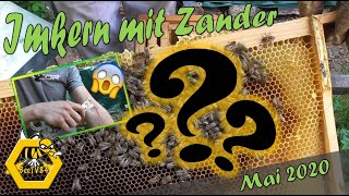 Mai 2020  Stand der Dinge schwaches Bienenvolk  Imkern mit Zander [upl. by Nnodnarb]