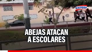 🔴🔵Abejas atacan a escolares en Chiclayo Enjambre persiguió a menores cerca a paseo Yortuque [upl. by Philina]