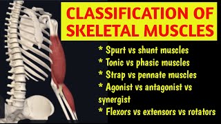 CLASSIFICATION OF SKELETAL MUSCLESSPURT SHUNT FUSIFORM PENNATE हिंदी  2024 musclesurdu [upl. by Ydnal]