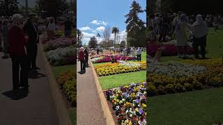 Toowoomba flower festival 2024 toowoomba flowers queensland garden [upl. by Antipas]