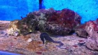 Common Seahorses  Hippocampus kuda feeding [upl. by Davena195]