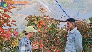 organic fruit farming persimmon8219166815 [upl. by Lombard]