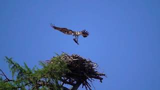 Sony RX10 M3 HFR Osprey with fish [upl. by Yrek]