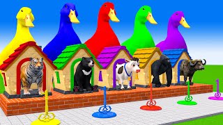 5 Giant Duck CartoonCowElephantBearLionPuppyPaint Wild Animals Crossing Fountain Animation [upl. by Aceber965]