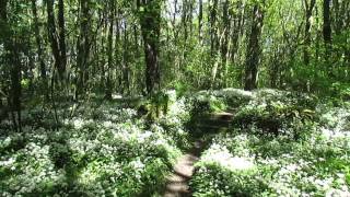 Penrhos walled garden meandering the path to shackletons rest [upl. by Feodora]