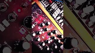 Subharmonicon w Strymon Magneto amp 2hp Verb    synth moog [upl. by Eirrok824]