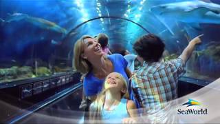 SeaWorld Orlando Video 2013 [upl. by Sayres228]