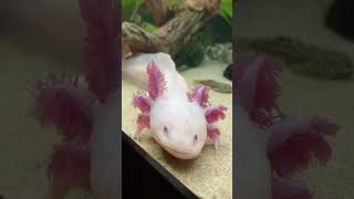 axolotllove axolotl amfibi aquarium axolotes fish fishtank animals axolotlpet [upl. by Maletta]