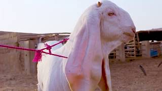 Gulabi Baby Goats Pair for SALE  Gulabi Kids for SALE  Gulabi Goats for SALE in Pakistan Karachi [upl. by Adama]