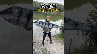 Największy wobler Świata 😄🌍 dc fishing nateb okoń fishinglife [upl. by Latsyrc921]