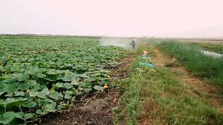 FUMIGADORAS PERU FUMIGANDO ZAPALLO CAMANA [upl. by Valentina271]