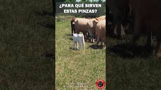 ¿Sabes para que sirven estas pinzas en el ganado ganaderia campo rancho finca ganado toro [upl. by Onaivlis]