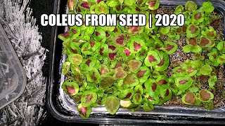 Growing Coleus From Seed  2020 [upl. by Sandstrom]