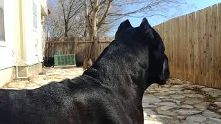 Cane Corso protecting his owner [upl. by Ellinad462]