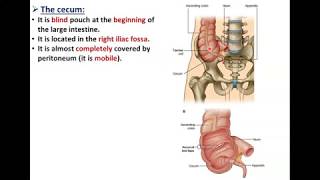 The Large Intestine Part 1Cecum and Appendix  Dr Ahmed Farid [upl. by Norbie]