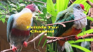 Yellowbreasted fruit dove Collared imperial pigeon Gallicolumba rufigula Beautiful fruit pigeons [upl. by Arahs]