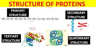 Quickly understand Structure of protein  Primary  Secondary  Tertiary  Quaternary [upl. by Hahcim]