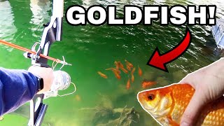 BOWFISHING For INVASIVE GIANT GOLDFISH [upl. by Danialah222]