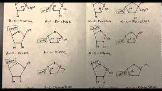 Carbohydrates Part 4 of 4 PDF of Monosaccharides Disaccharides and Polysaccharides [upl. by Cohe42]