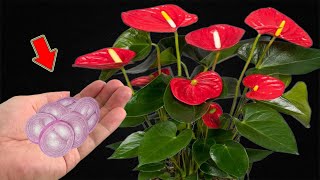 Put A Little At The Base Of A Weak Anthurium And It Will Bloom Immediately [upl. by Imefulo11]