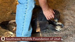 Eagle Found Lifeless but Still Breathing [upl. by Lanctot]